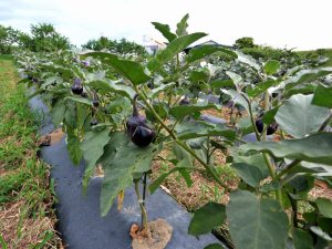 本当の梨なす圃場