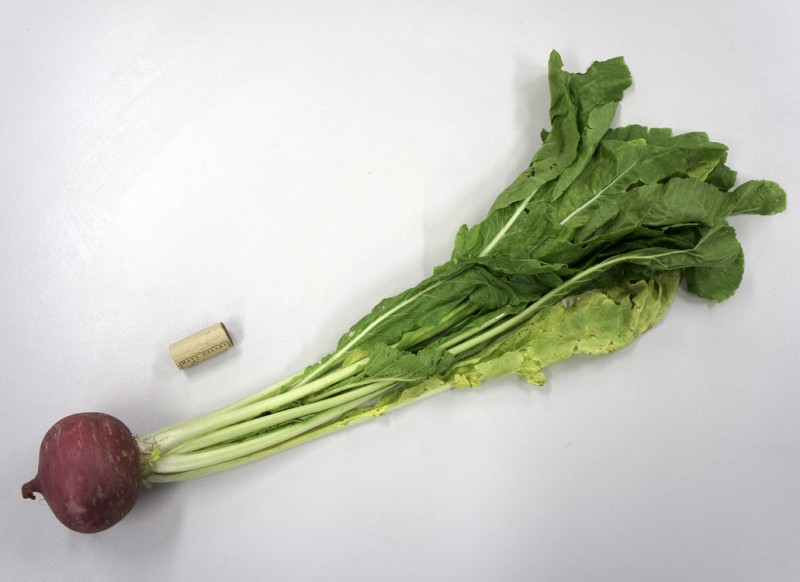 111203_万木かぶ・滋賀-08958 万木かぶ(滋賀)