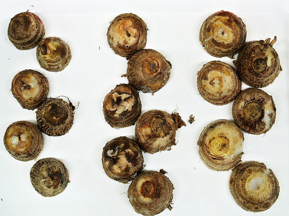 伝統野菜プロジェクト 伝統野菜プロジェクト