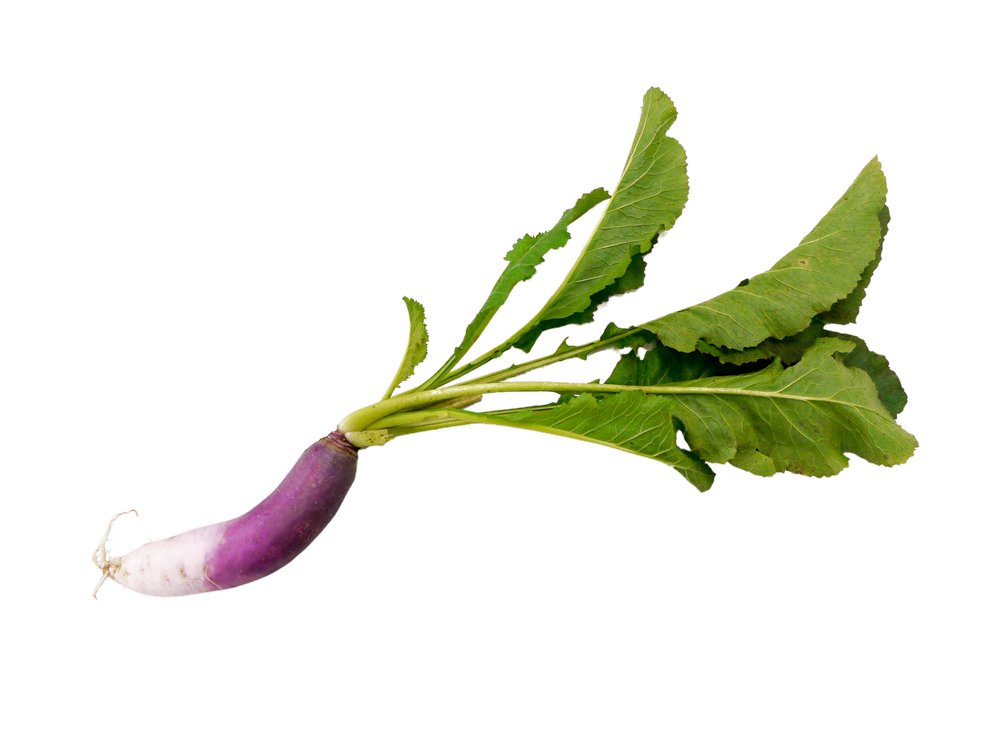 伝統野菜プロジェクト