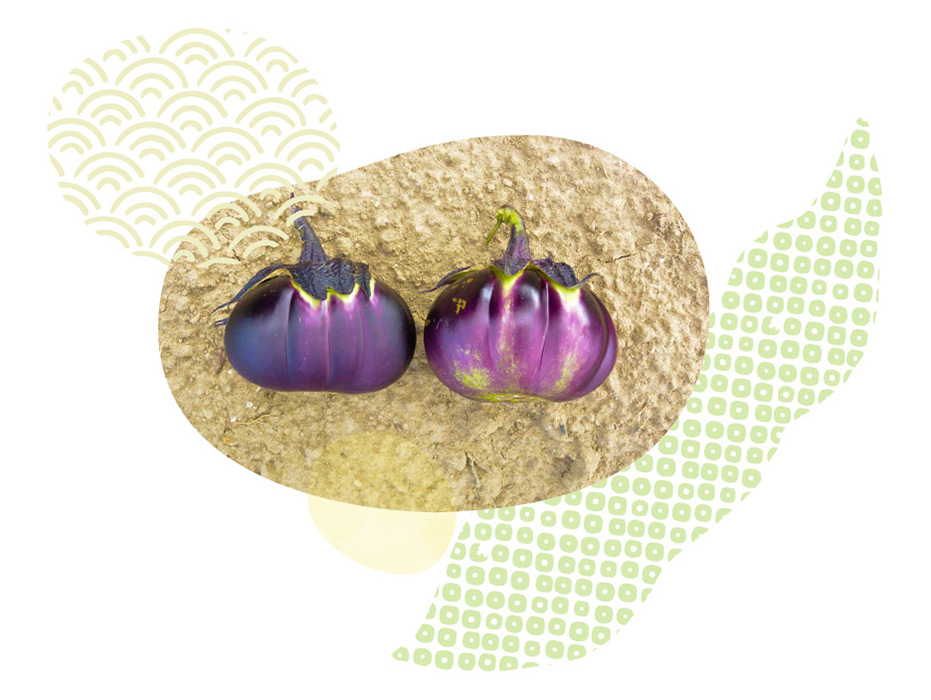 伝統野菜プロジェクト