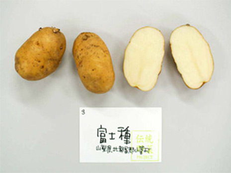 伝統野菜プロジェクト