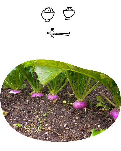 伝統野菜プロジェクト