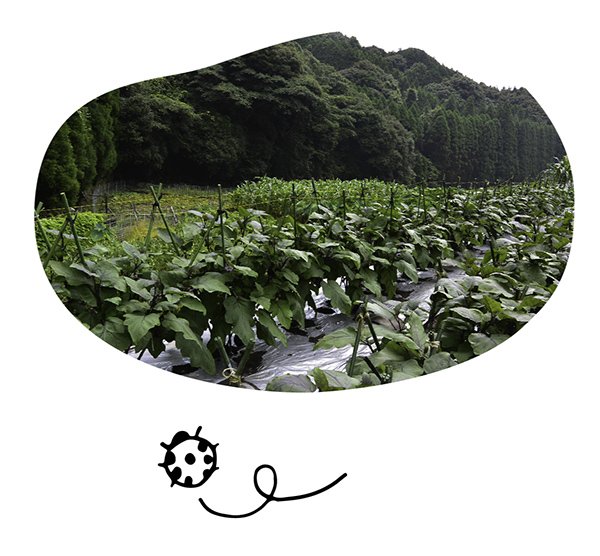 伝統野菜プロジェクト 伝統野菜プロジェクト