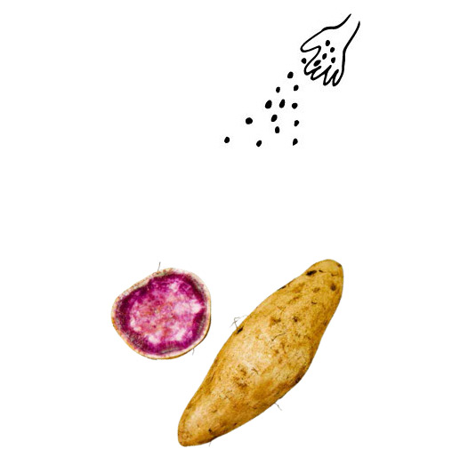 伝統野菜プロジェクト