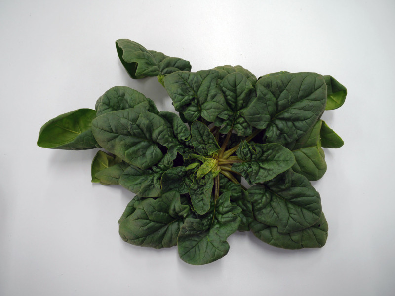 110205_ちぢみほうれん草 寒味・青森JPG (1) ちぢみほうれん草 寒味