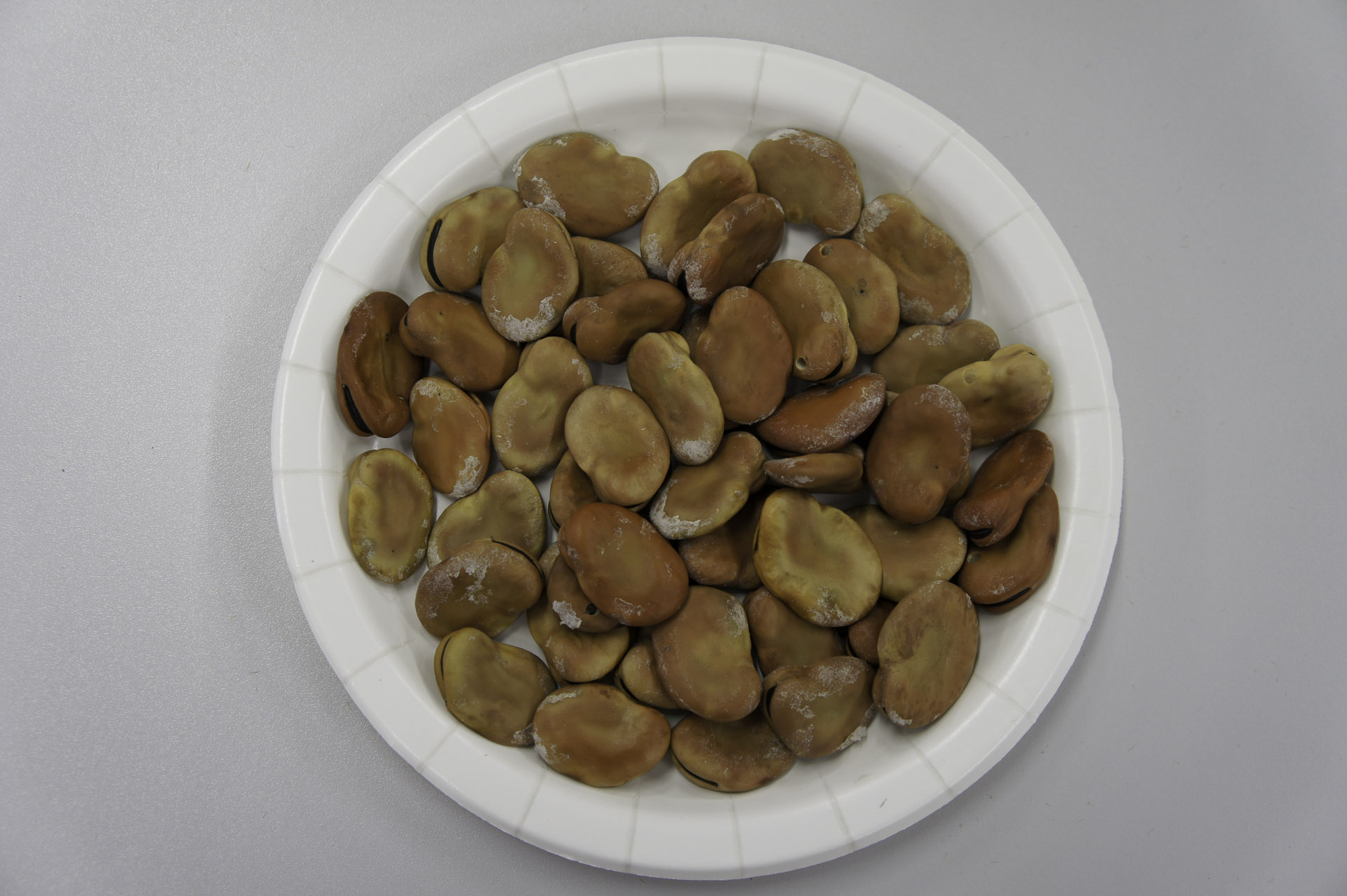 110903_一寸空豆-兵庫-06212 一寸空豆