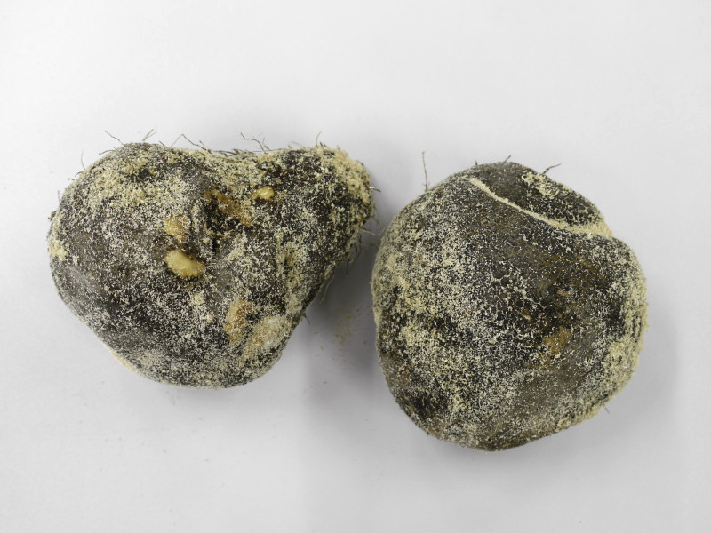 丹後つくねいも