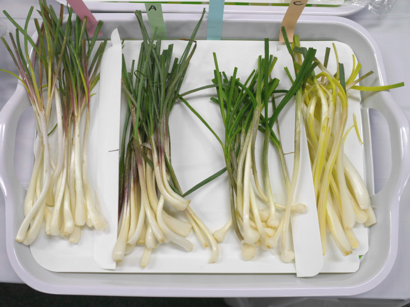 島らっきょうの食べくらべ