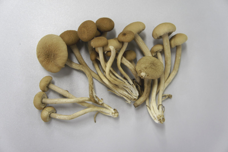 やなぎまつたけ