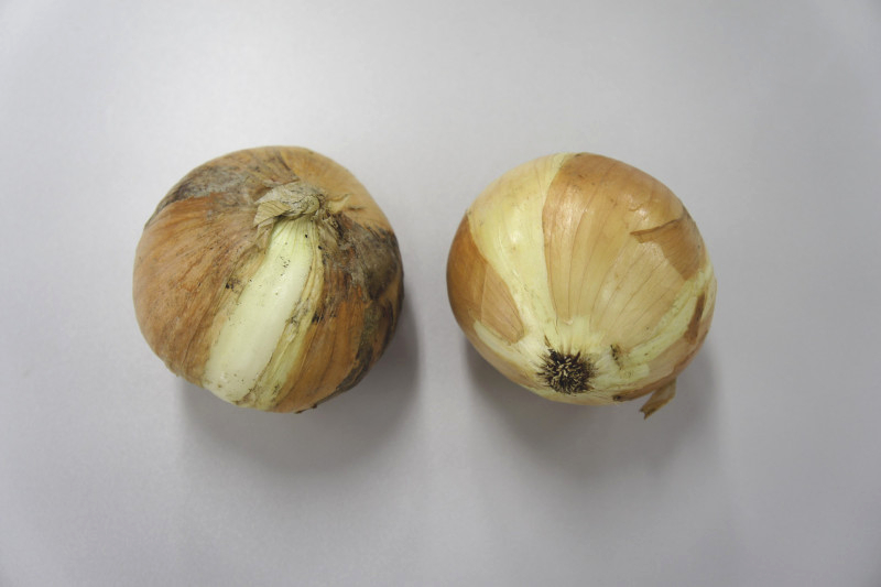 知多3号たまねぎ