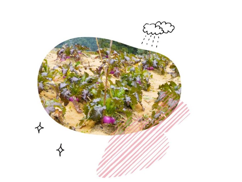 伝統野菜プロジェクト