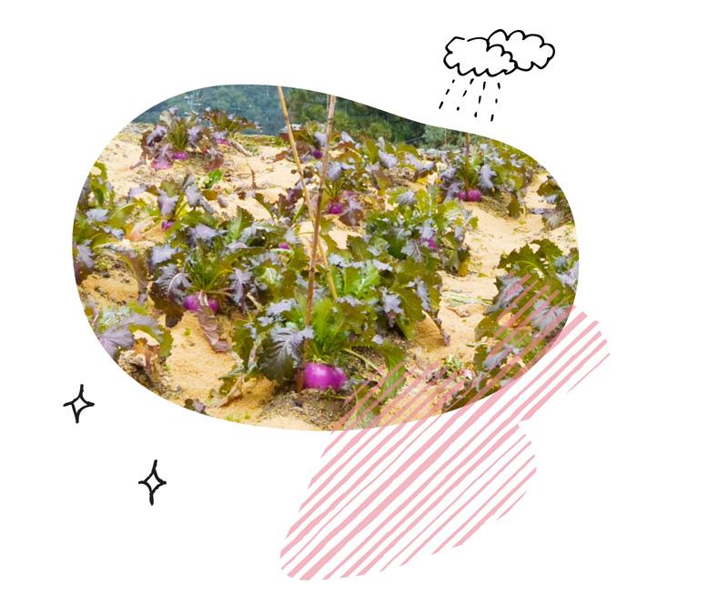 伝統野菜プロジェクト