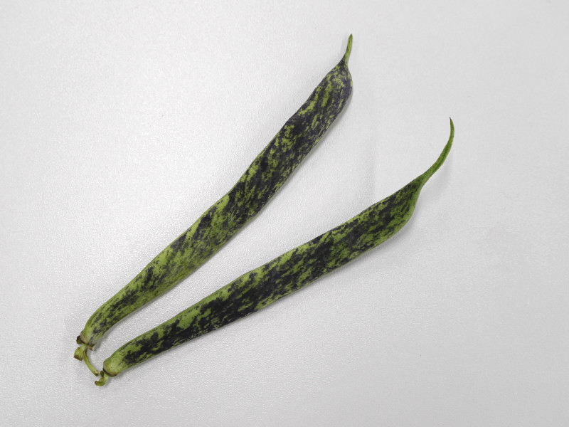 あきしまささげ